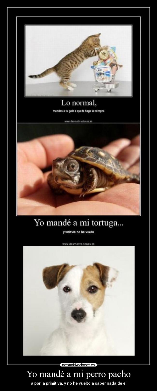 Yo mandé a mi perro pacho -