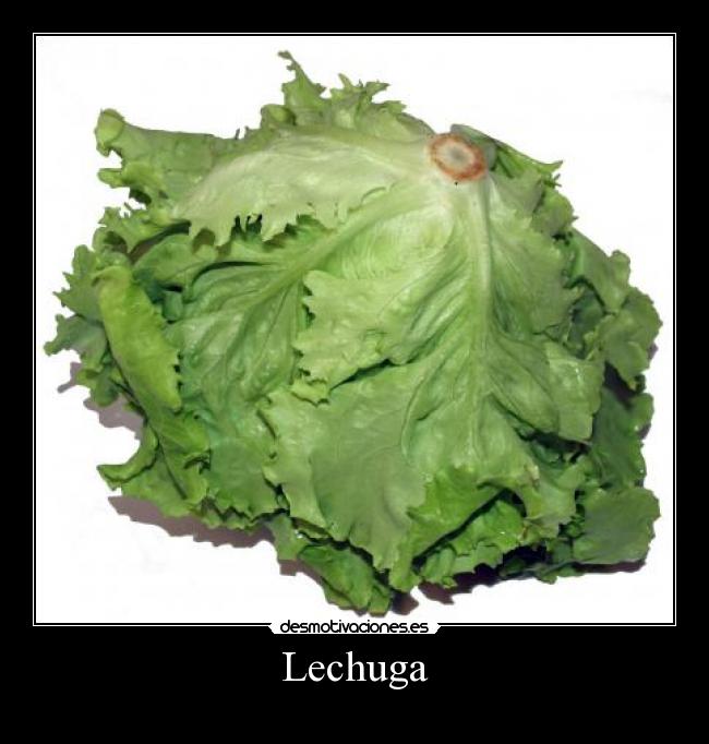 Lechuga -