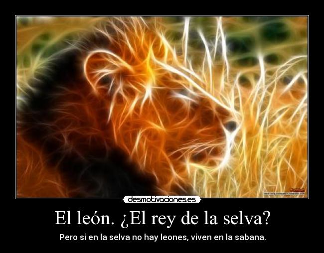 El león. ¿El rey de la selva? - Pero si en la selva no hay leones, viven en la sabana.