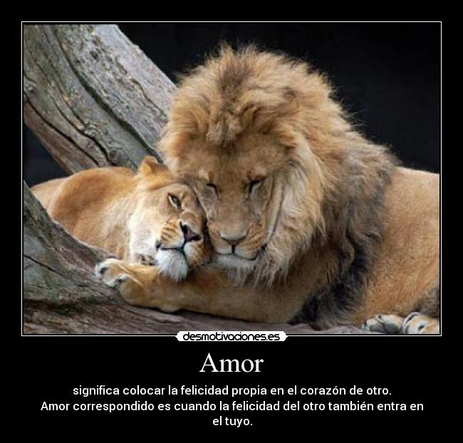 Amor - 