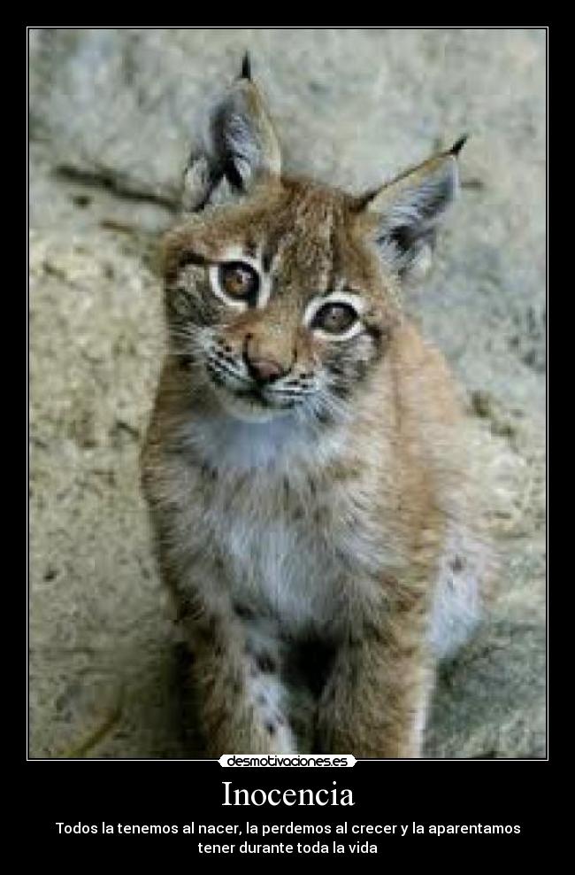 Inocencia - Todos la tenemos al nacer, la perdemos al crecer y la aparentamos
tener durante toda la vida