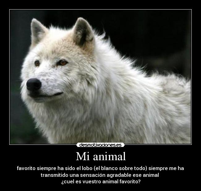 Mi animal - favorito siempre ha sido el lobo (el blanco sobre todo) siempre me ha
transmitido una sensación agradable ese animal
¿cuel es vuestro animal favorito?
