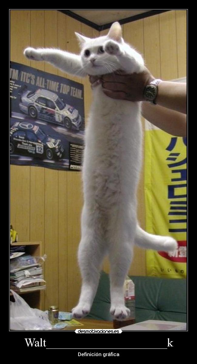 carteles miaaaaaaaaaaau desmotivaciones