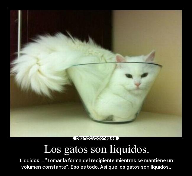 Los gatos son líquidos. -