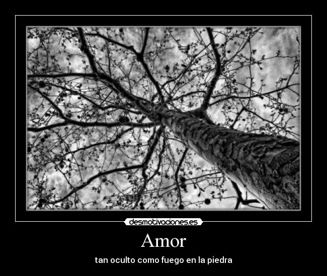 Amor -