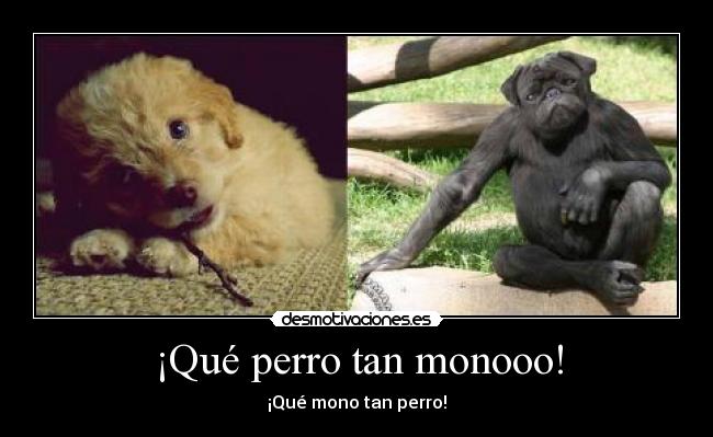 ¡Qué perro tan monooo! - ¡Qué mono tan perro!