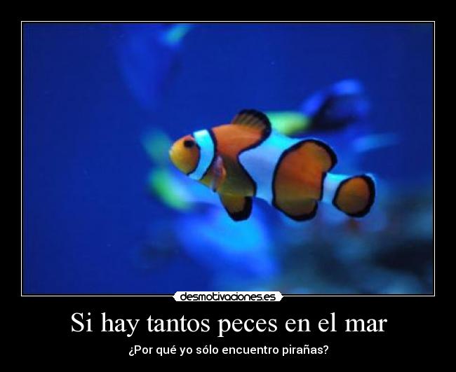 Si hay tantos peces en el mar - ¿Por qué yo sólo encuentro pirañas?