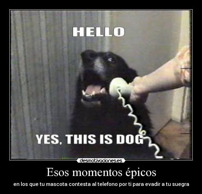 Esos momentos épicos - en los que tu mascota contesta al telefono por ti para evadir a tu suegra