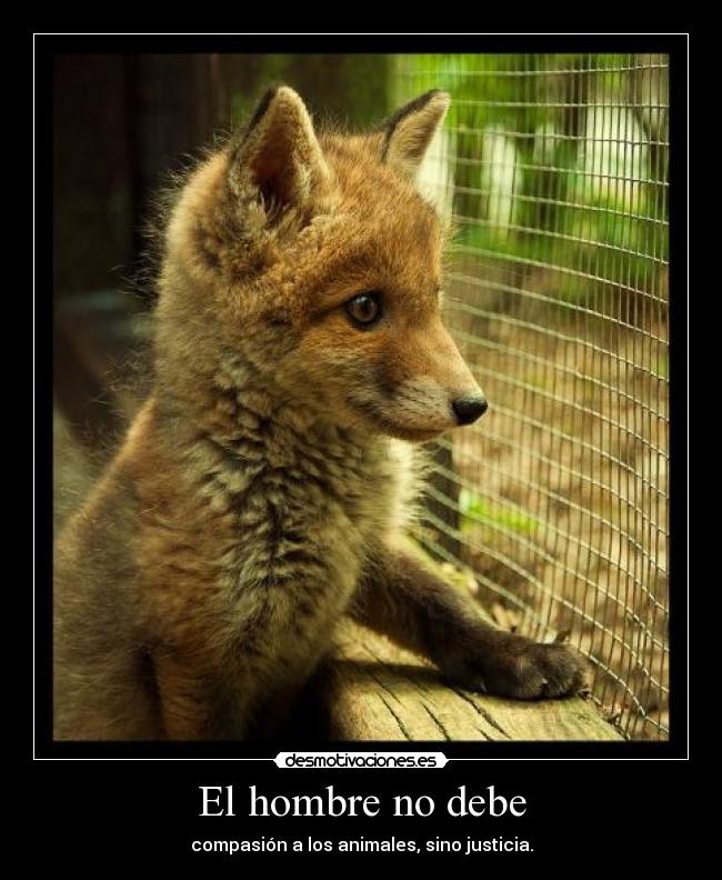 El hombre no debe - compasión a los animales, sino justicia.