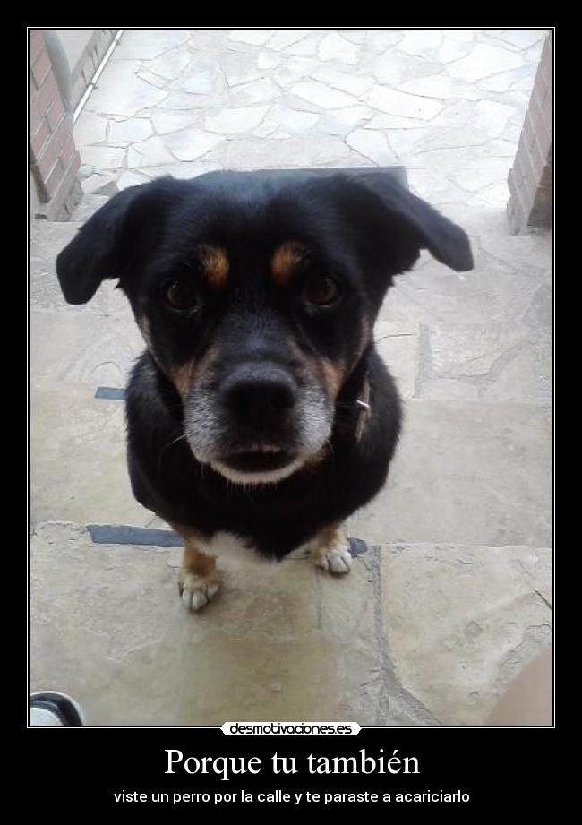 Porque tu también - viste un perro por la calle y te paraste a acariciarlo