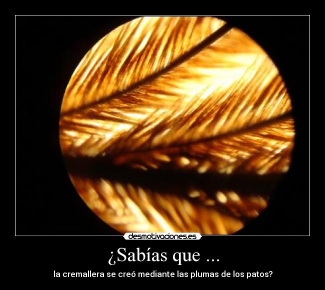 ¿Sabías que ... - la cremallera se creó mediante las plumas de los patos?