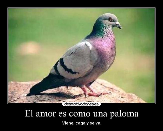 El amor es como una paloma -