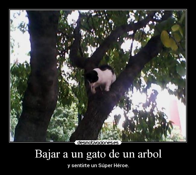 Bajar a un gato de un arbol - 