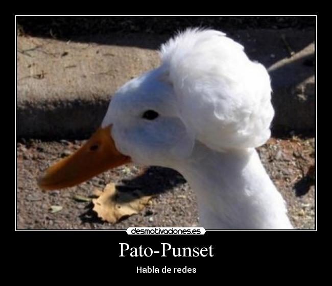 Pato-Punset -