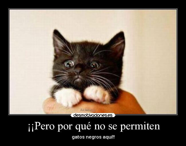 ¡¡Pero por qué no se permiten -