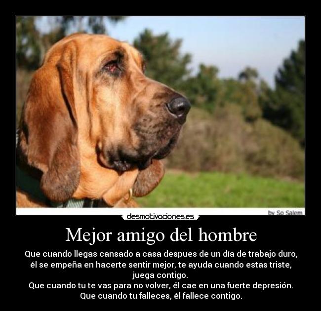 carteles sigues preguntando porque mejor amigo del hombre desmotivaciones