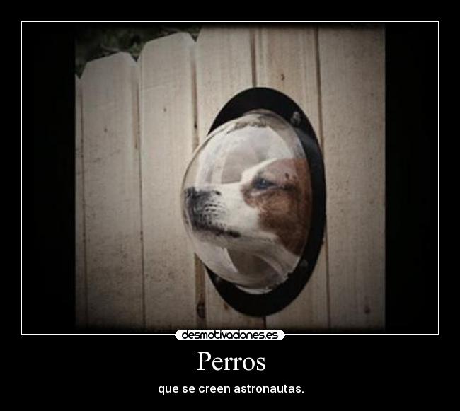 Perros - 