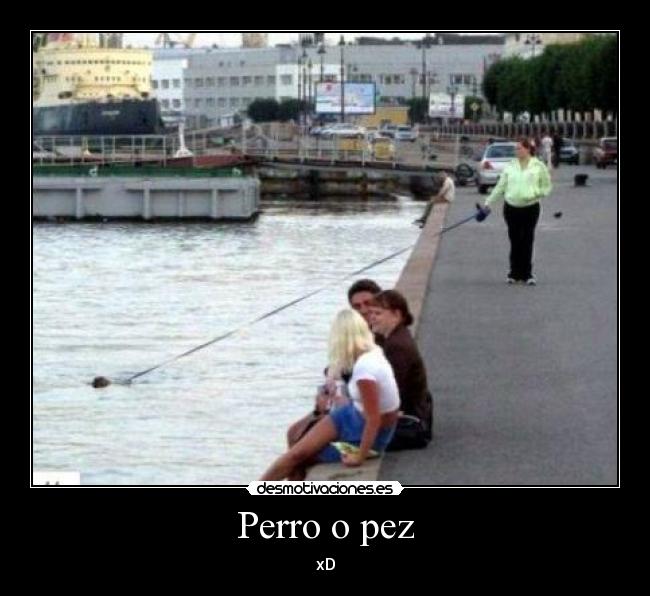 Perro o pez - xD