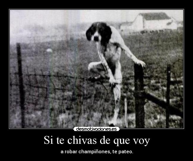 Si te chivas de que voy - a robar champiñones, te pateo.