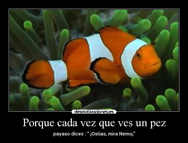 Porque cada vez que ves un pez - payaso dices : ¡Ostias, mira Nemo¡