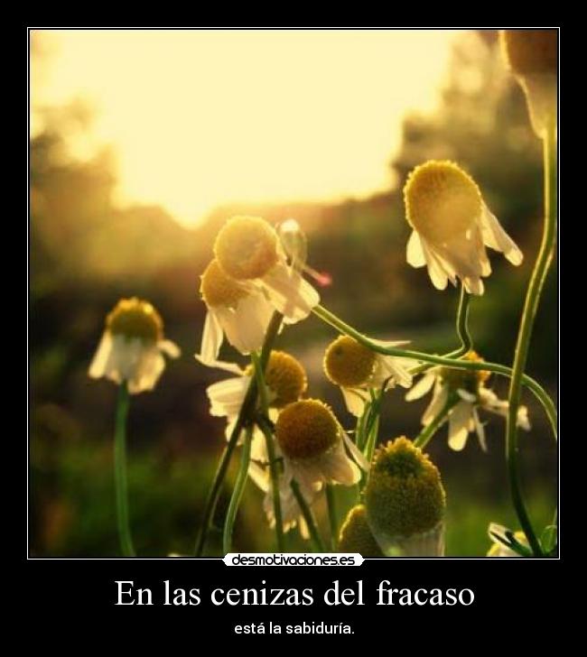 En las cenizas del fracaso - está la sabiduría.