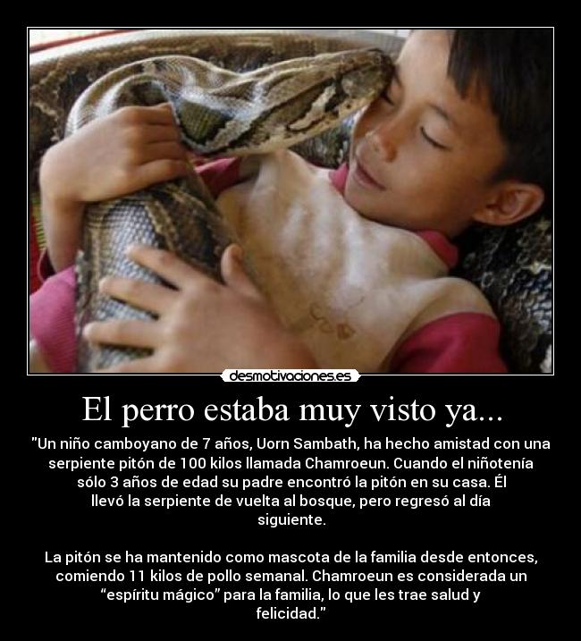 El perro estaba muy visto ya... - Un niño camboyano de 7 años, Uorn Sambath, ha hecho amistad con una
serpiente pitón de 100 kilos llamada Chamroeun. Cuando el niñotenía
sólo 3 años de edad su padre encontró la pitón en su casa. Él
llevó la serpiente de vuelta al bosque, pero regresó al día
siguiente.

La pitón se ha mantenido como mascota de la familia desde entonces,
comiendo 11 kilos de pollo semanal. Chamroeun es considerada un
“espíritu mágico” para la familia, lo que les trae salud y
felicidad.