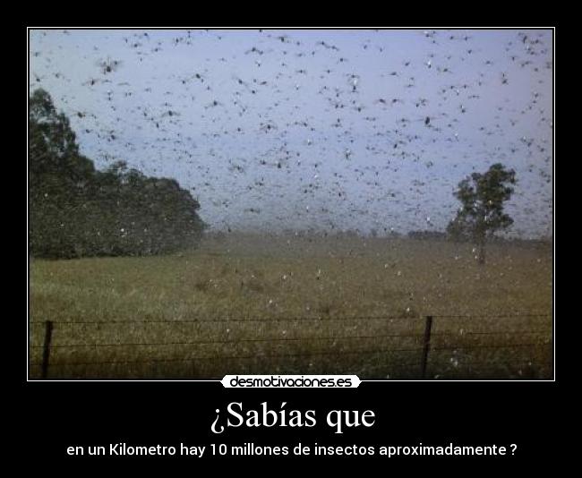 ¿Sabías que - en un Kilometro hay 10 millones de insectos aproximadamente ?