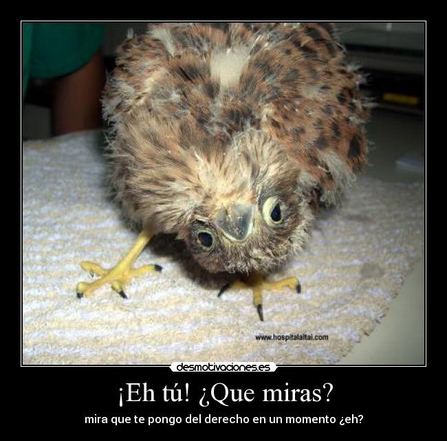 carteles pollo reves aburrimiento unaloka140593 desmotivaciones