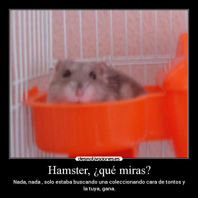 Hamster, ¿qué miras? - Nada, nada , solo estaba buscando una coleccionando cara de tontos y la tuya, gana.