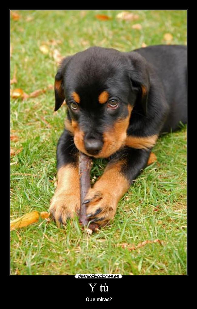 Y tù - Que miras?