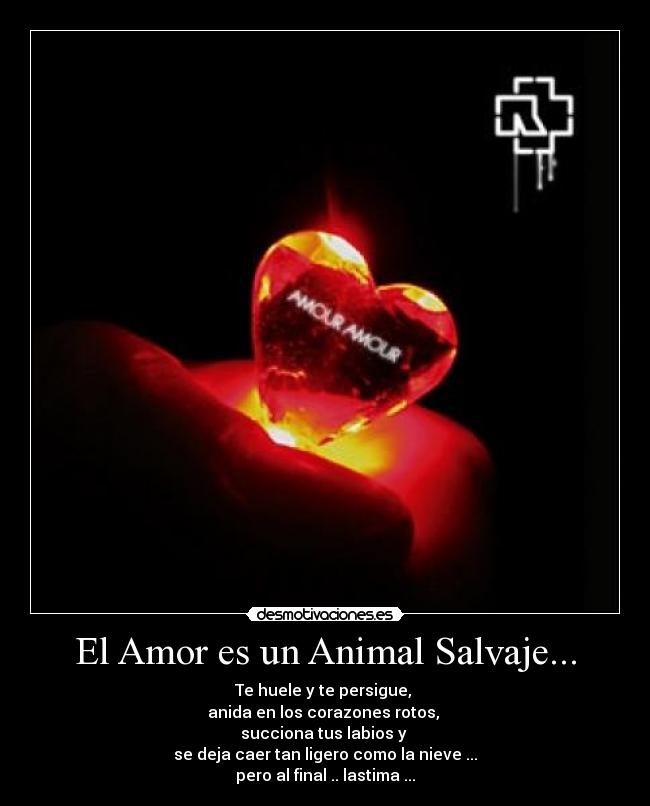 El Amor es un Animal Salvaje... - Te huele y te persigue,
anida en los corazones rotos,
succiona tus labios y
se deja caer tan ligero como la nieve ...
pero al final .. lastima ...