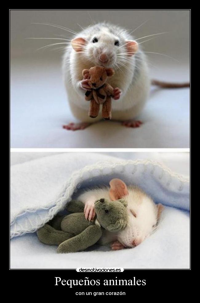 Pequeños animales -