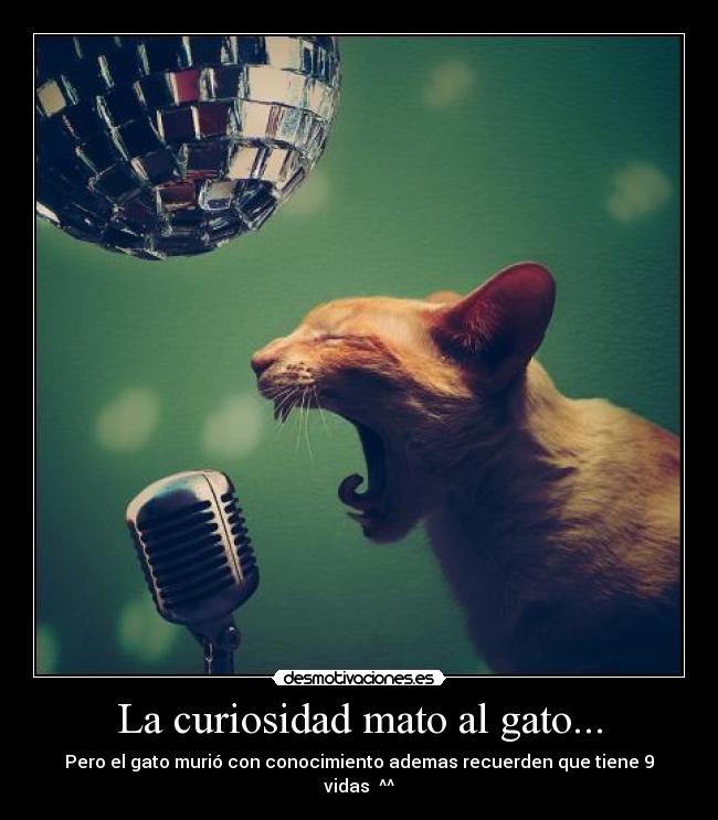 carteles curiosidad gato desmotivaciones