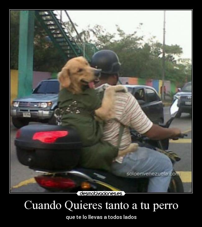 carteles perrros moto venezuela pasear querer desmotivaciones