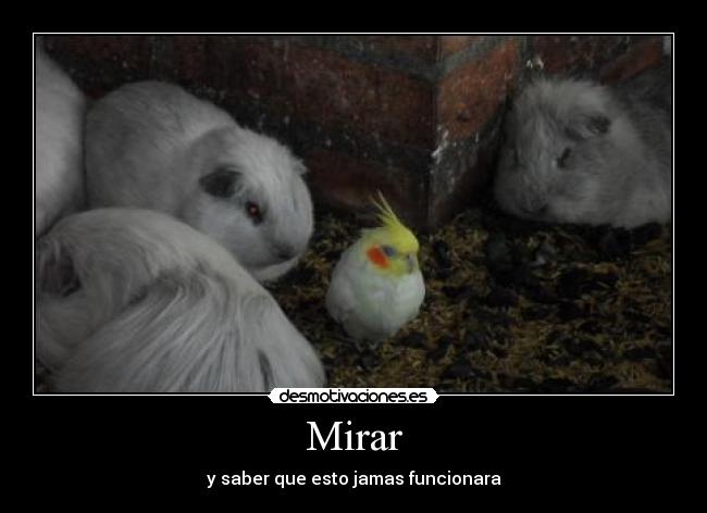 Mirar - y saber que esto jamas funcionara