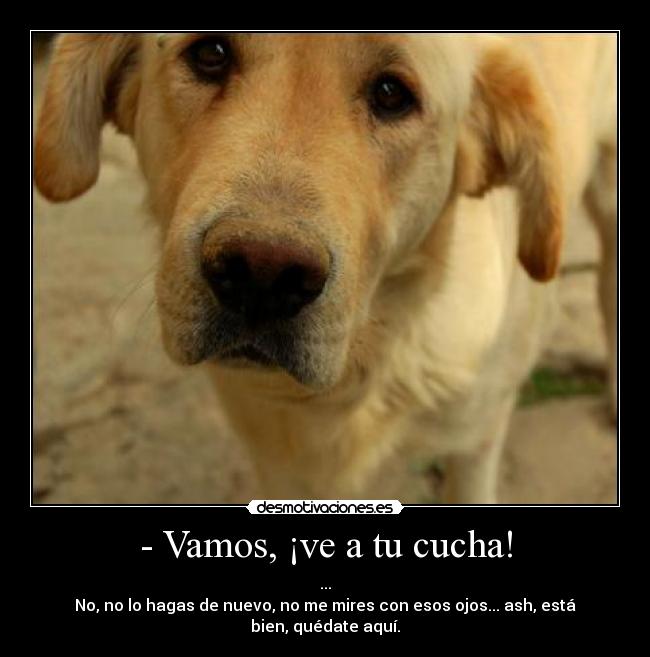 - Vamos, ¡ve a tu cucha! - 