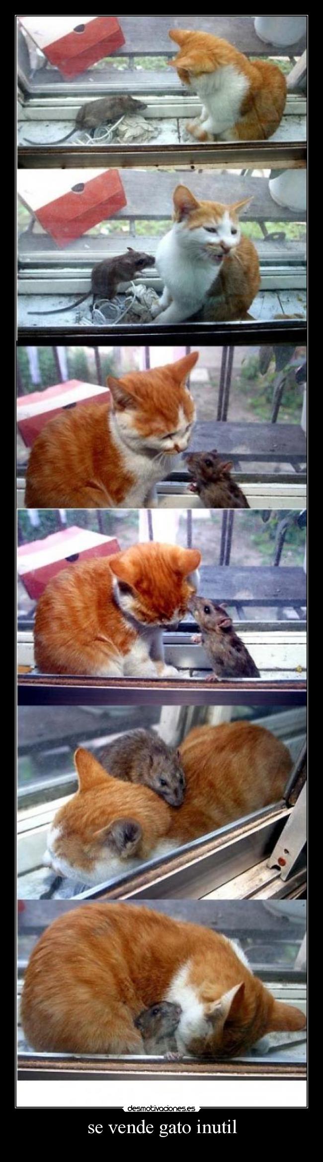 se vende gato inutil -