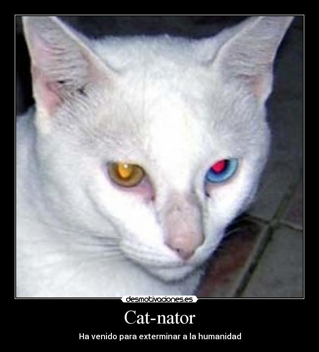 Cat-nator - 