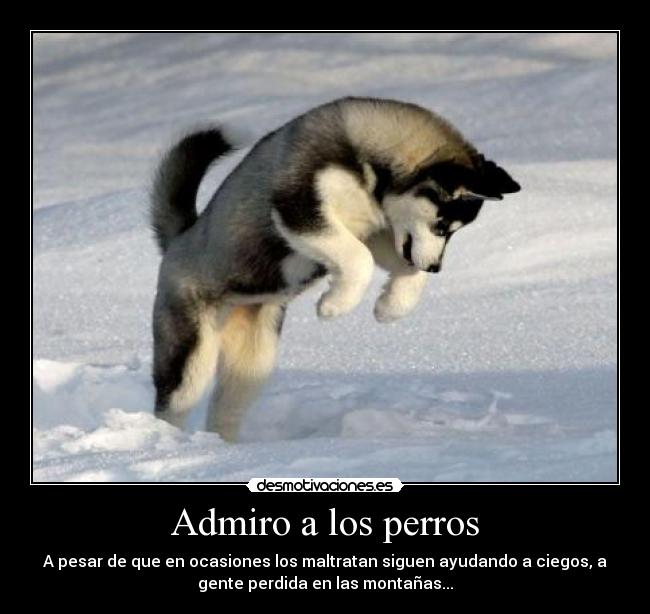 Admiro a los perros - A pesar de que en ocasiones los maltratan siguen ayudando a ciegos, a
gente perdida en las montañas...