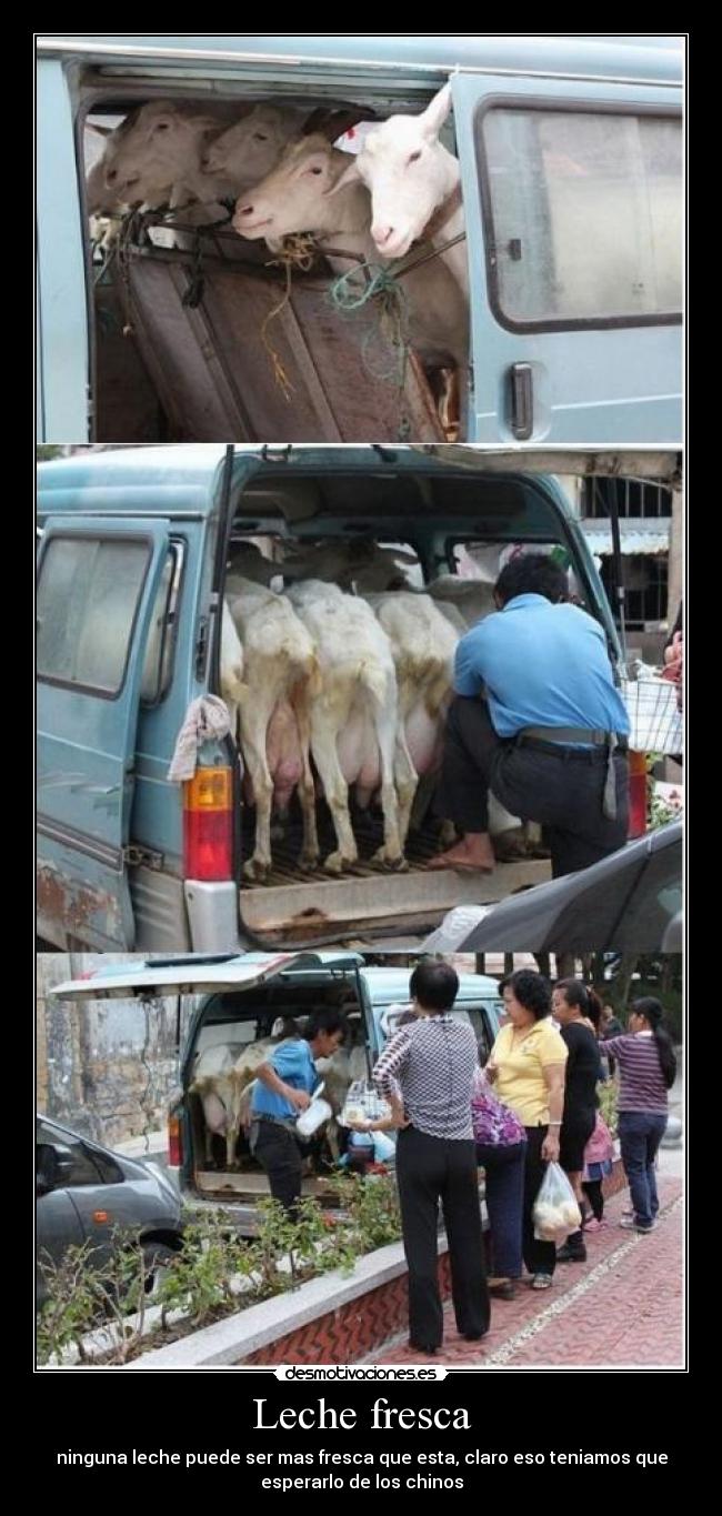 Leche fresca - ninguna leche puede ser mas fresca que esta, claro eso teniamos que
esperarlo de los chinos