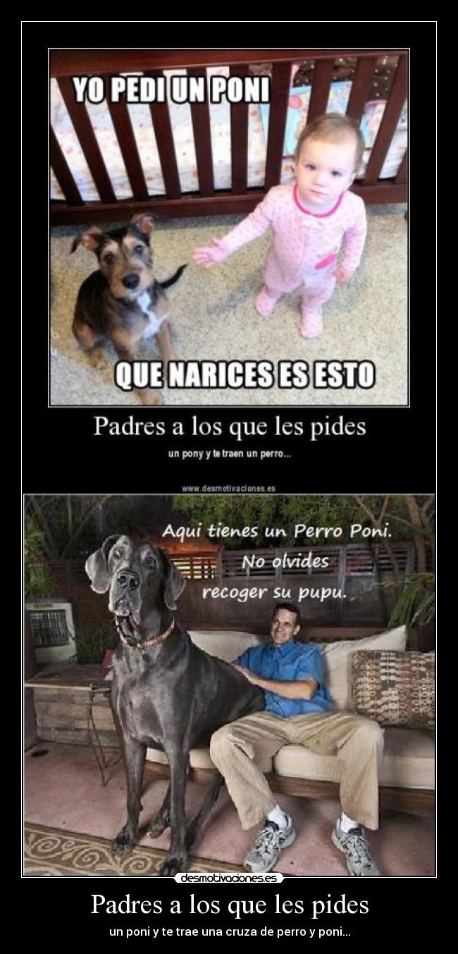 Padres a los que les pides - un poni y te trae una cruza de perro y poni...