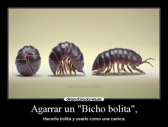 Agarrar un Bicho bolita, - 