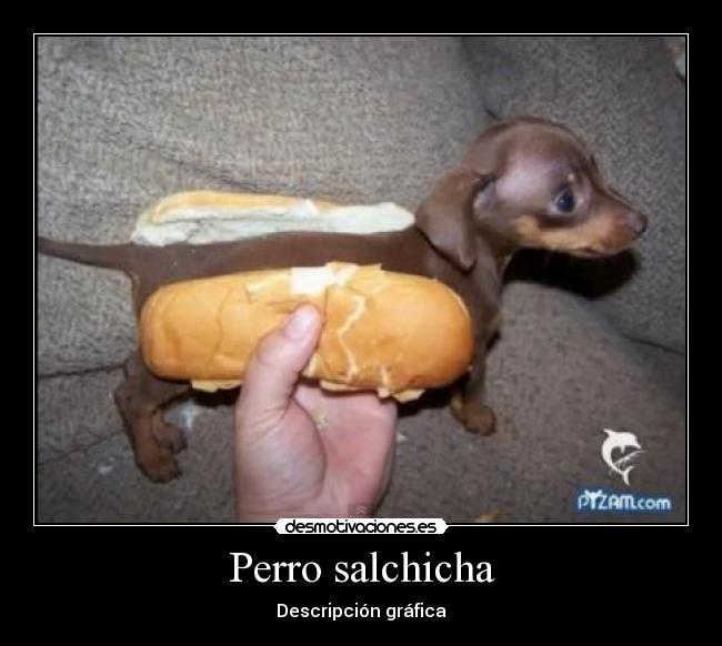 Perro salchicha - 