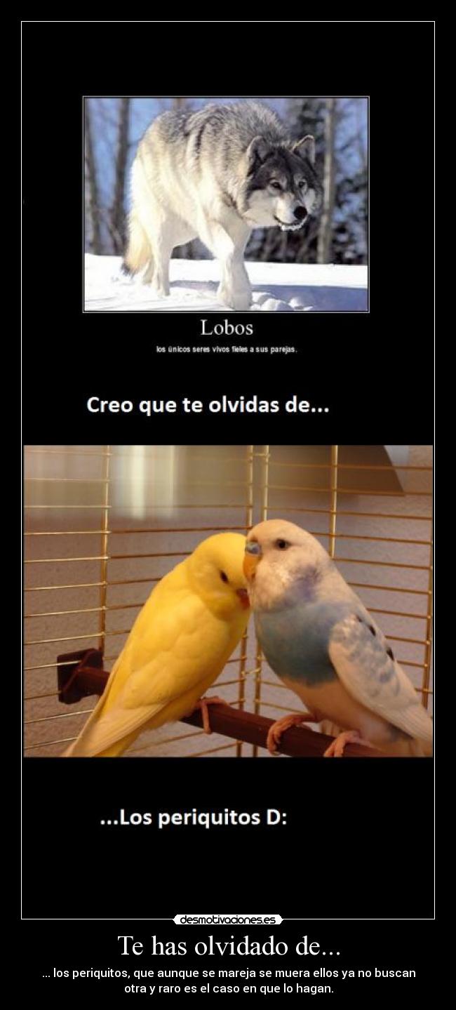 Te has olvidado de... - ... los periquitos, que aunque se mareja se muera ellos ya no buscan
otra y raro es el caso en que lo hagan.