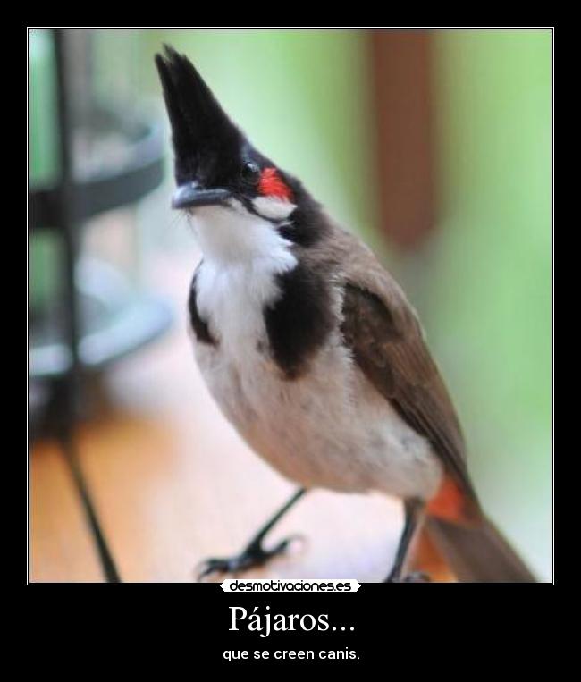 Pájaros... - 