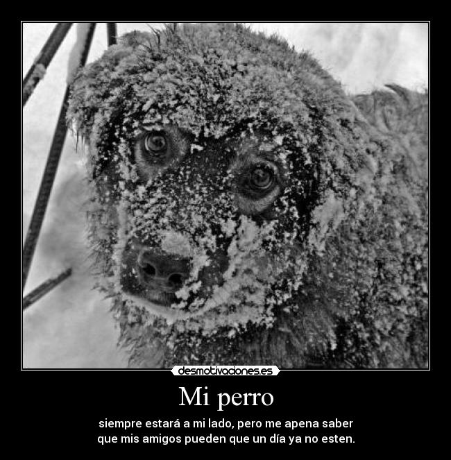 Mi perro - siempre estará a mi lado, pero me apena saber
que mis amigos pueden que un día ya no esten.