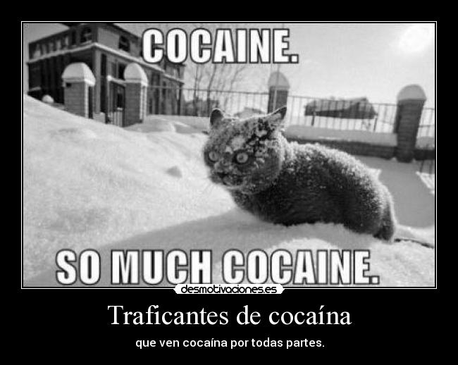 Traficantes de cocaína - que ven cocaína por todas partes.