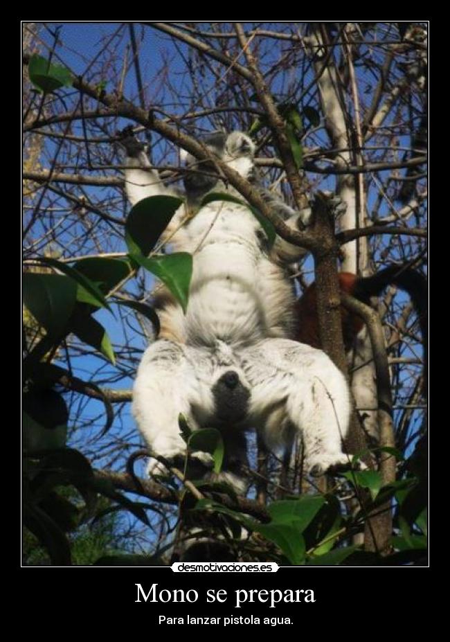 Mono se prepara - Para lanzar pistola agua.
