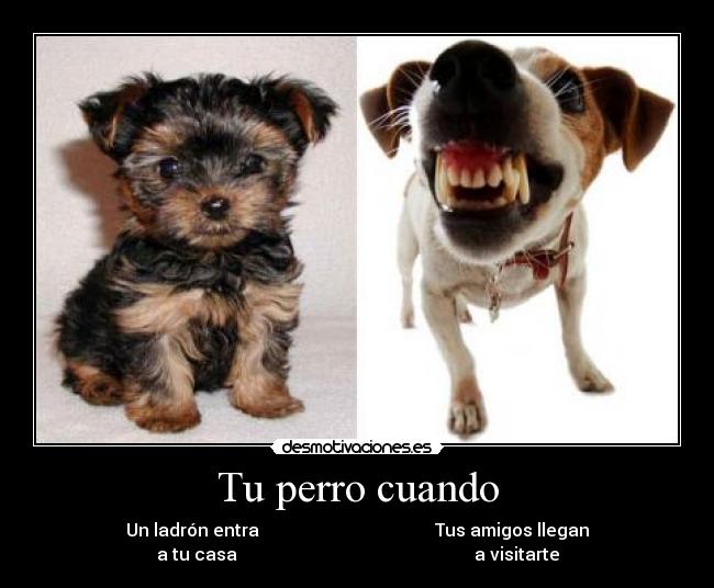 Tu perro cuando - Un ladrón entra                                        Tus amigos llegan
a tu casa                                                      a visitarte