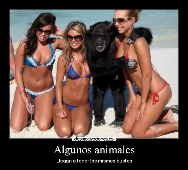 Algunos animales - Llegan a tener los mismos gustos